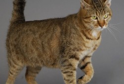 建站技术的种类与应用解析