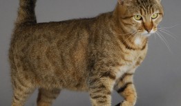 游戏网站SEO优化技巧与实践指南