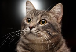 鲁山建站技术解析与应用指南