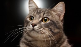 如何优化网站SEO后台以提升搜索引擎排名