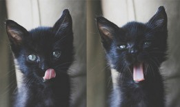 如何顺利搬迁并优化SEO的网站