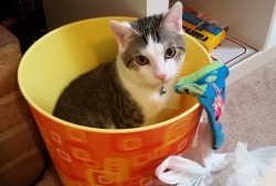 新疆企业网站建设技术解析