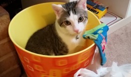 廊坊地区模板建站技术解析与应用