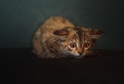 内江网站SEO优化技巧与实战指南