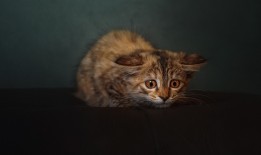 内江网站SEO优化技巧与实战指南