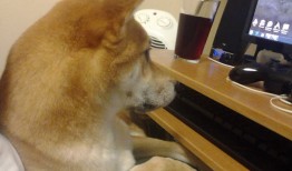 网络日志流量信息无法显示