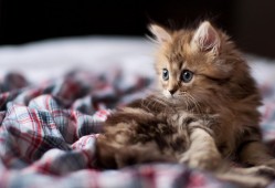 青岛网站建站技术全解析