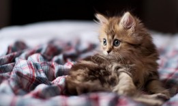 珠峰互联网络团购可信度解析