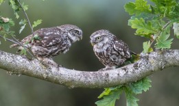 深圳网站SEO优化效果分析与提升建议