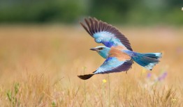 如何高效查看服务器网络日志