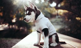 江门SEO优化与网站营销服务中心