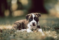 高效建站技术解决方案全解析