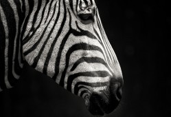 隆尧建站技术解析与应用指南