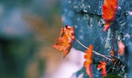 光山网站推广与营销服务中心