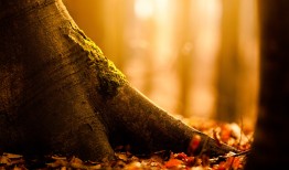 网站站内结构SEO优化技巧与方法