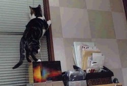 上海互联网络交互中心的创新实践与未来展望