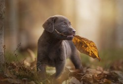 产妇心情感悟：生活中的温柔与坚强