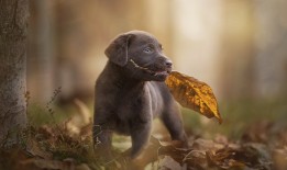 产妇心情感悟：生活中的温柔与坚强