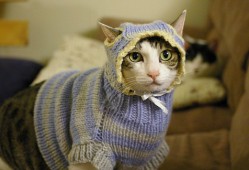 网站编辑与SEO优化的完美结合