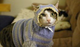 网站编辑与SEO优化的完美结合