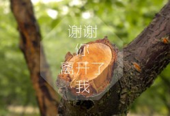 如何轻松去除建站ABC中的技术支持功能