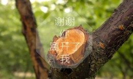 沈丘地区网站SEO优化服务费用解析