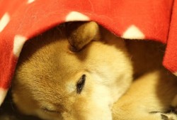 如何有效进行网站产品推广与营销