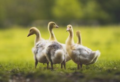 小型网络日志的正确称呼是什么？