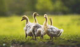 网站推广营销的分类与方法