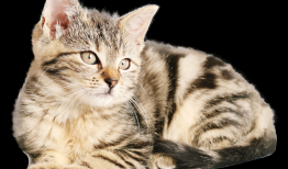 全球互联网络基站布局优化与发展趋势