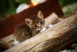 福州自助建站技术解析与应用指南