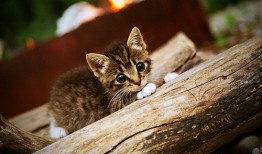 福州自助建站技术解析与应用指南