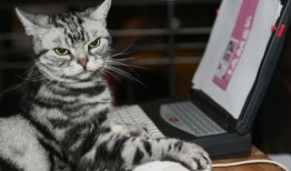 新闻稿优化技巧与乐云SEO实战应用