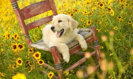 下载类网站SEO优化的实用技巧与策略