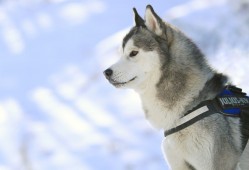 高效整站SEO优化工具推荐与使用指南