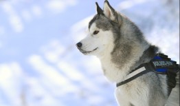 高效整站SEO优化工具推荐与使用指南