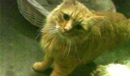 西吉专业营销型网站推广服务公司