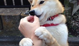 西安网站SEO优化价格策略与方法解析