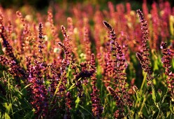 慈利建站技术解析与应用指南