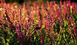 iPad软件应用全面指南