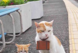 潍坊招聘建站技术人员