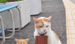 如何读懂网络日志：实用指南与技巧