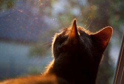 家用电器网站建设技术