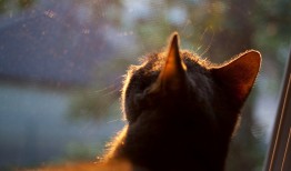 家用电器网站建设技术