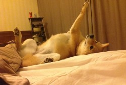 中国专用计算机互联网络的构建与应用