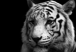 米泉建站技术：高效搭建网站的实用方法与技巧