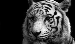 如何撰写一篇高质量的酒店网络日志