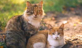 广州脑机互联技术发展新趋势