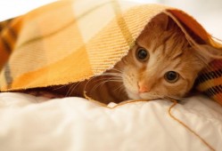 沥青搅拌站建设与运营管理实用指南