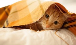 如何高效建站及掌握搜索引擎收录规则